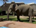 ... or the elephant that regularly comes to the pool at a campsite to drink.