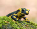 In the Middle Ages, fire salamanders were thrown into the flames to fight fires out of misguided belief. Today, the salamander plague is killing the Lurchi. Or tyres roll over the rare amphibian.