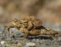 A peine visible dans sa couleur de camouflage : le crapaud commun. S'il ne sort pas rapidement du sentier, il est écrasé. Pourtant, les crapauds communs pourraient vivre jusqu'à 40 ans.