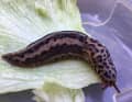 The tiger slug eats slugs and snails and is a popular garden animal.
