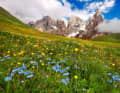 Über satte Almwiesen fällt der Blick vom Passo Rolle in die Pale di San Martino.
