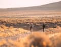 Pony Express