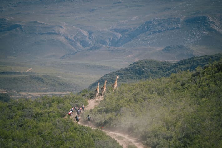 Cape Pioneer Trek MTB-Etappenrennen Südafrika