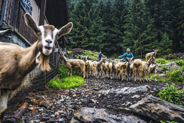   Zickenalarm: Eine Herde Ziegen waren die einzigen Lebewesen, denen wir hoch zum Passo Campo begegnen.