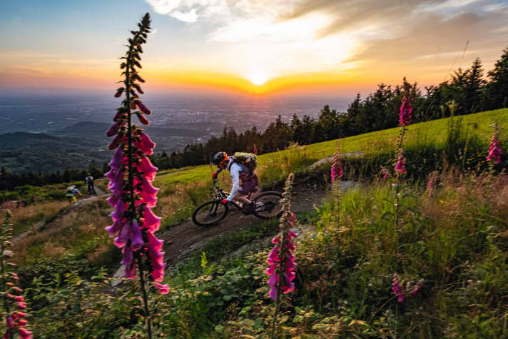 Giftige Digi­talis­-Blüten, ungif­tige Trails – die gebauten Strecken von Sasbachwalden bilden einen der längsten Trailparks Deutschlands.