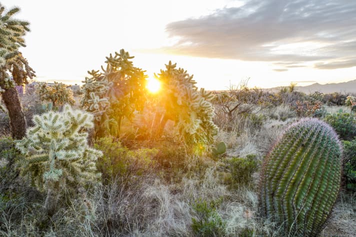 Die Sonora-Wüste ist wie ein riesiger botanischer Garten. Aber Achtung! Der Jumping Cholla (links und Mitte) sieht flauschig aus, ist aber ein hundsgemeines Biest, der mit Stacheln schießt.