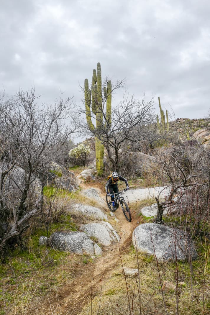 De huishoge saguaro-cactussen staan als sculpturen langs het pad.