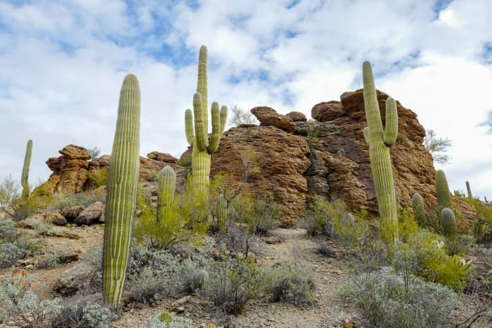 De gigantische saguaro cactussen zijn het herkenningspunt van Arizona en staan onder strikte bescherming. Er zijn zelfs speciale rangers die waken over de saguaros, waarvan sommige honderden jaren oud zijn, en jagen op cactusdieven.