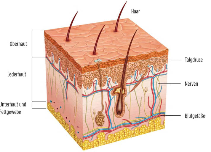 Die menschliche Haut besteht aus drei Schichten: Oberhaut, Lederhaut und Unterhaut. Bei oberflächlichen Schürfwunden ist lediglich die Oberhaut betroffen