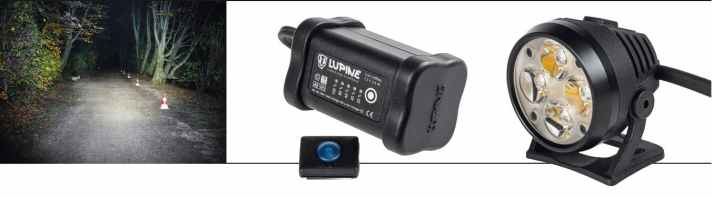 Lupine Wilma R7