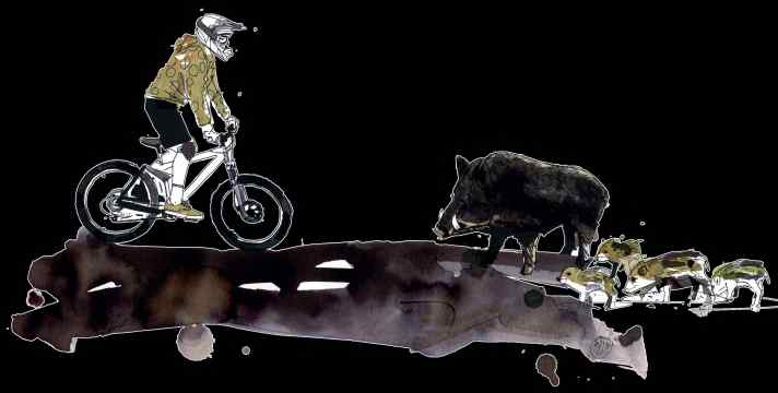 Biker und Wildtiere - Teil 2: Das sollten Sie bei Wildschwein-Begegnungen beachten