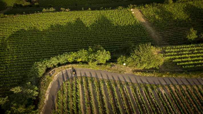 Rennradfahrer in den Weinbergen des Tunibergs bei Freiburg.