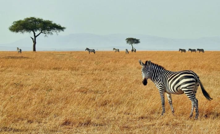 Radsafari im Masai Mara National Reserve, Kenia