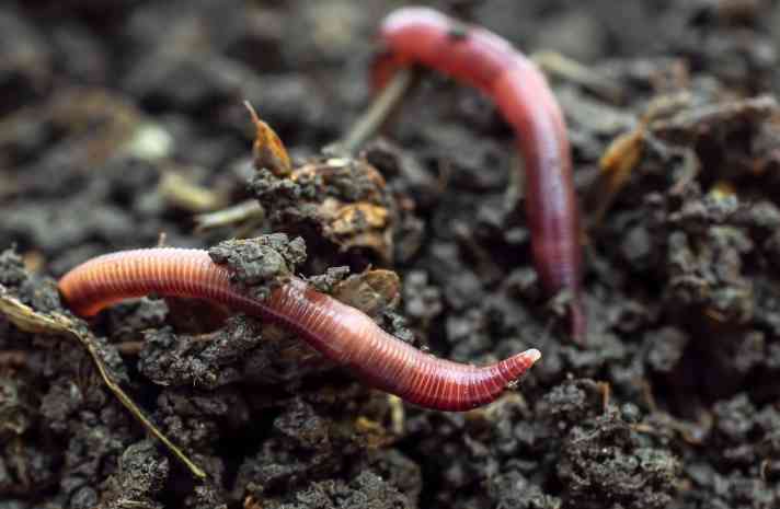 Roter Regenwurm