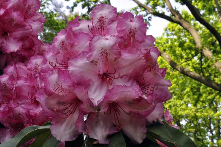 Für Garten-Fans und Blumenliebhaber bietet sich ein Besuch des Ammerlands zur Rhododendronblüte an.
