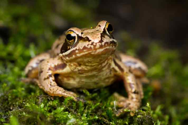 Grasfrosch