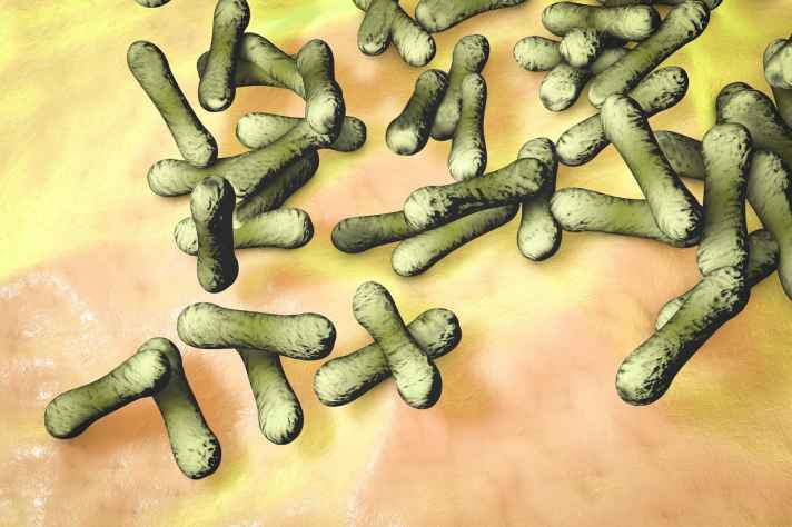 Corynebacterium