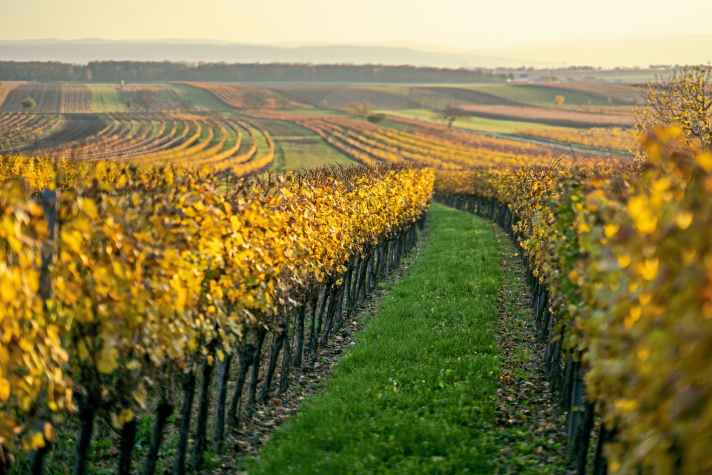 Weinreben so weit das Auge reicht im Burgenland