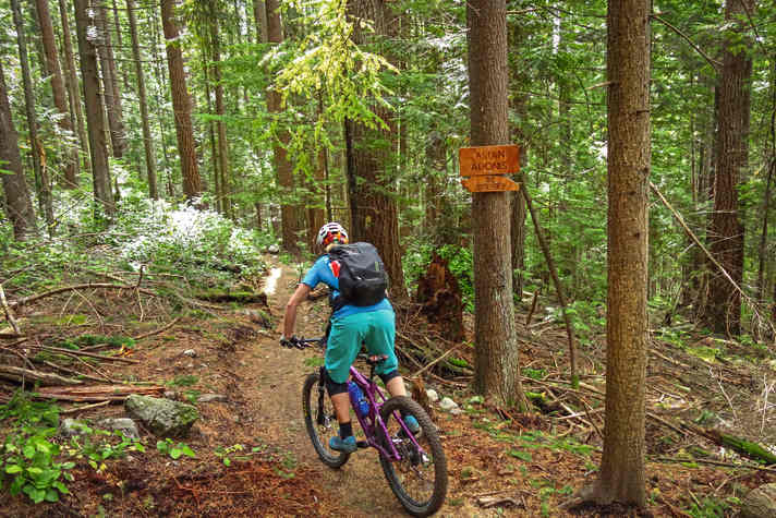 Der Asian Adonis wickelt sich in teils scharf gezogenen Switchbacks die Flanken des Mount Seymour in North Vancouver hinunter.