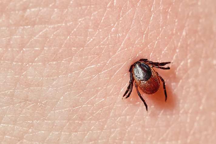 Jede fünfte Zecke trägt Borrelien in sich. Zecken verbringen 99 Prozent ihres Lebens damit, auf einen Träger zu warten. Bis zu zwei Jahre können sie ohne Blutnahrung überleben.