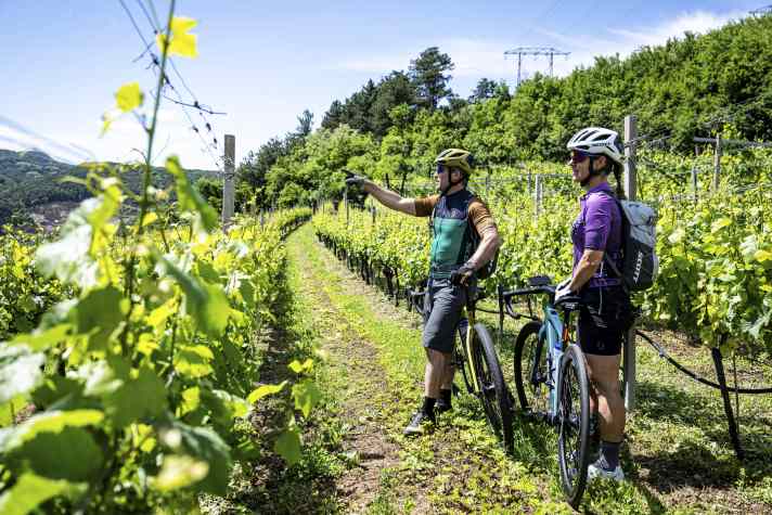 Im milden Klima und auf den fruchtbaren Böden im Cembra-Tal werden hochwertige Trauben angebaut. Allen voran die Rebsorte Müller-Thurgau.
