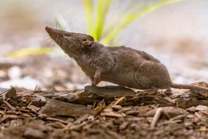 Spitzmaus