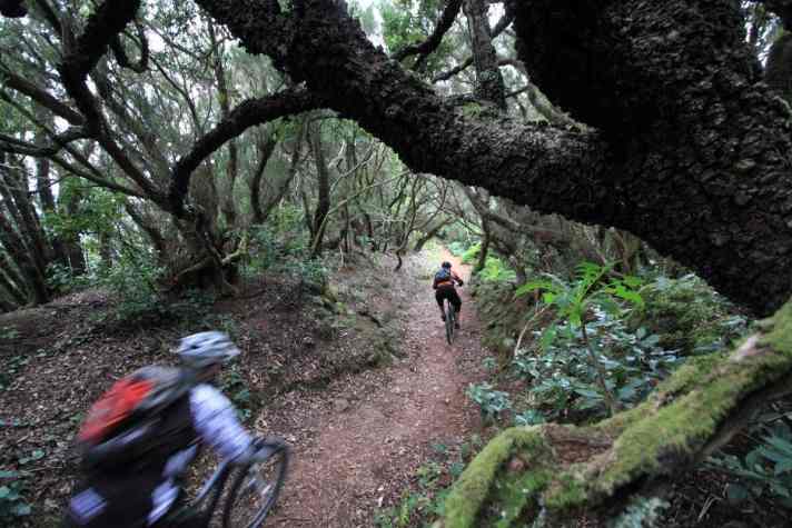   Abtauchen unter die Baumgrenze: Auf den ewig langen Abfahrten durchlebt man Temperaturunterschiede von 20 Grad.