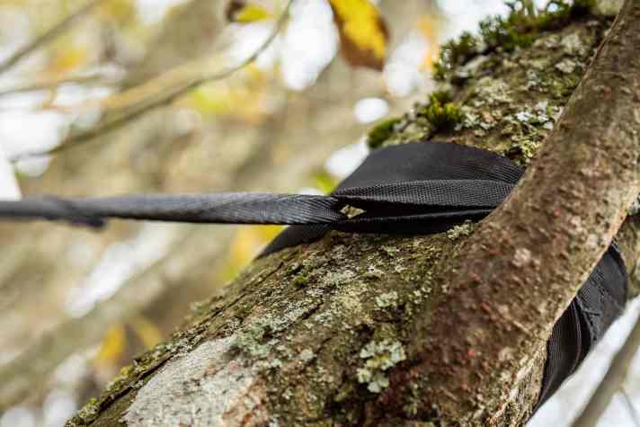 Die 25 Millimeter breite Bandschlinge schont die Baumrinde.