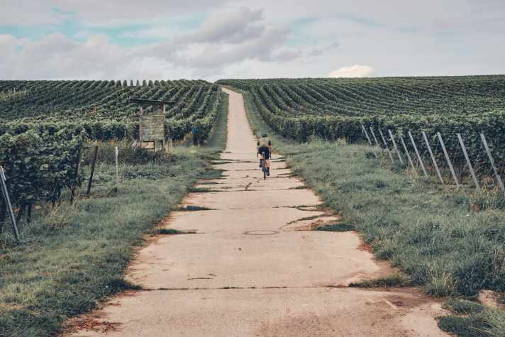 In der Pfalz führen die Wege auch durch Weinberge.