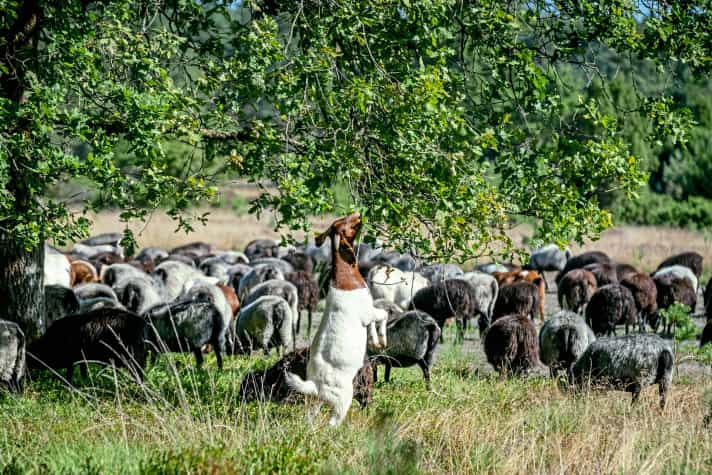 Heidschnucken – und Ziegen – sind die natürlichen Landschaftspfleger in der Heide.
