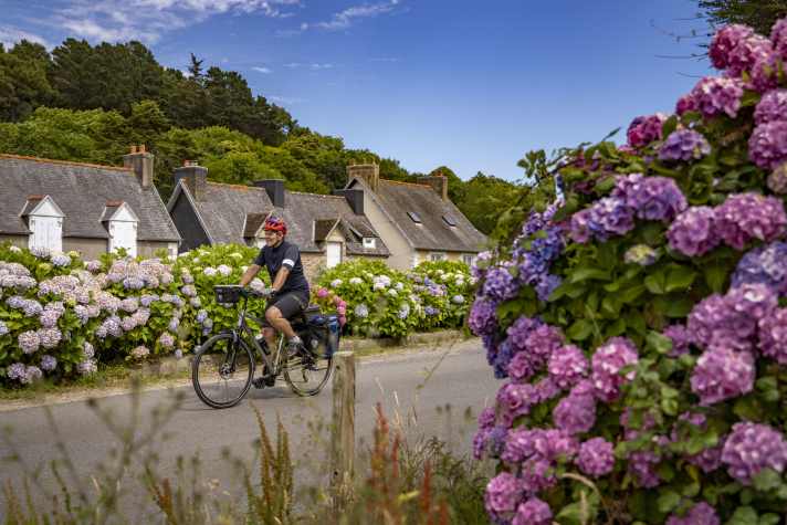 Hortensien wohin das Auge schaut. Die bunten Blüten  gedeihen prachtvoll im milden Klima der Bretagne.