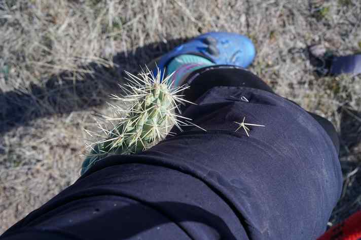 Autsch, das tut weh! Hier hat ein Cholla BIKE-Reporter Henri Lesewitz am Bein erwischt. Das fiese Biest muss wegen der Widerhaken mit einem Stück Holz weggehebelt werden.