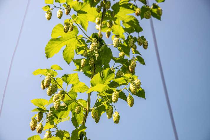 Die Tagestour führt durch Obstplantagen und Hopfengärten.