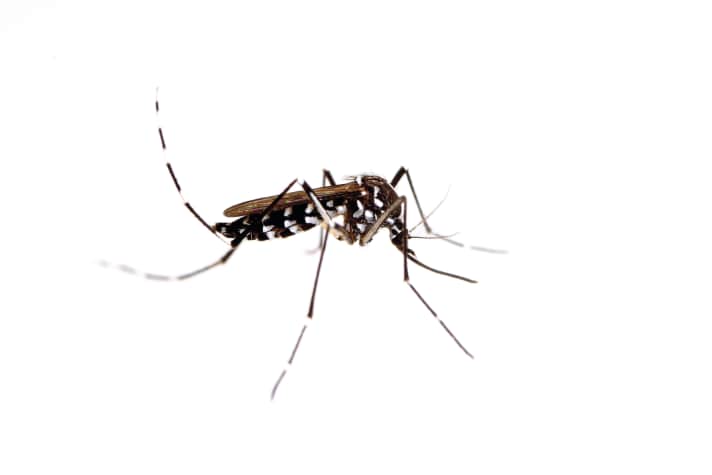 Immer häufiger findet man in Deutschland die Asiatische Tigermücke, die schwere Krankheiten übertragen kann.