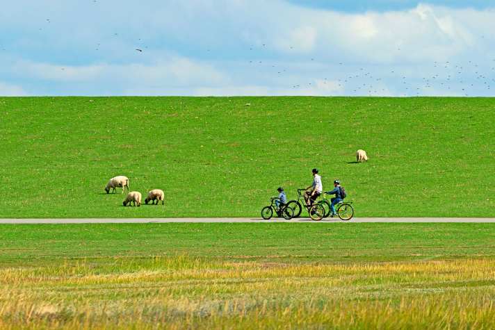 Der Fernradweg Deutsche Nordseeküste wird auch als D-Route 1 bezeichnet und führt entlang der Deiche.