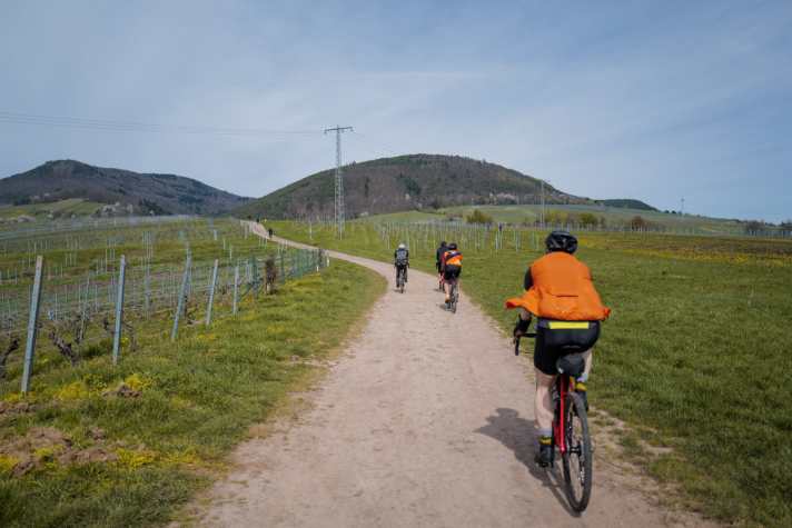 Vom Wald in die Weinberge
