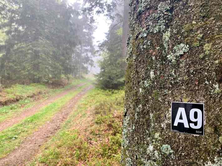 Die A9 von Nürnberg nach München kenne ich nur mit Stau, auf dem nebelverhangenen Wanderweg mit der Kennzeichnung des Sauerländischen Gebirgsvereins war's heute mucksmäuschenstill.