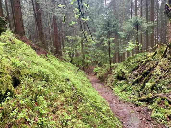 Ein super Pfad ist das, der hier nach Siedlinghausen runter führt.