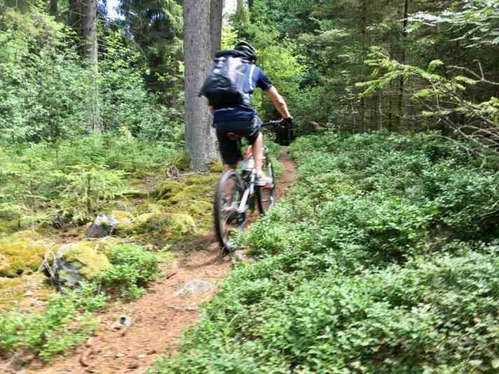   Typisch Oberpfälzer Wald: versteckte Trails auf weichem Waldboden.