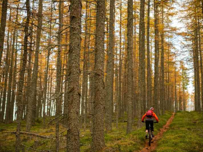 Nur wegen der Abwechslung mal ein wirklich schnurgerader Trail bergauf.