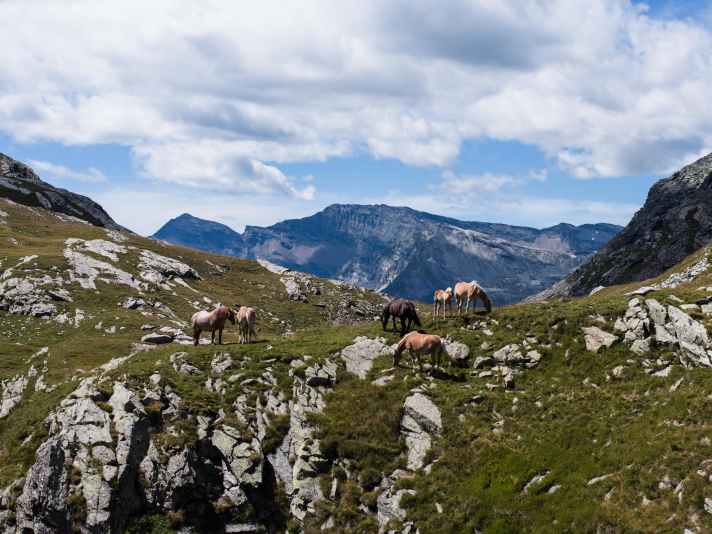 Die Hochebene heißt nicht umsonst Pian dei Cavalli. Seit Urzeiten dürfen Pferde hier oben grasen.