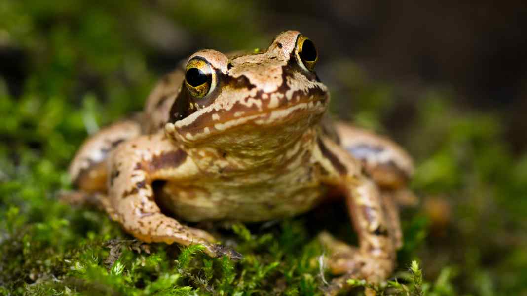 Naturschutz: Auf diese Tiere sollte man beim Biken achten