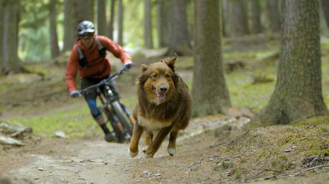 "Paws & Wheels" und das Biken mit dem Hund