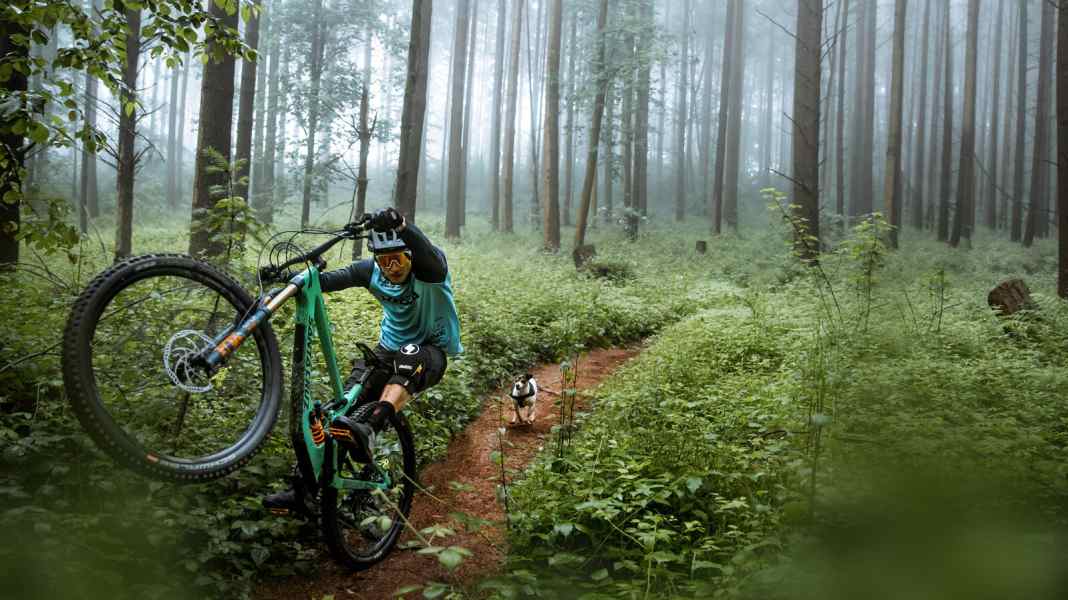 "Paws & Wheels II" und "Doggystyle"
