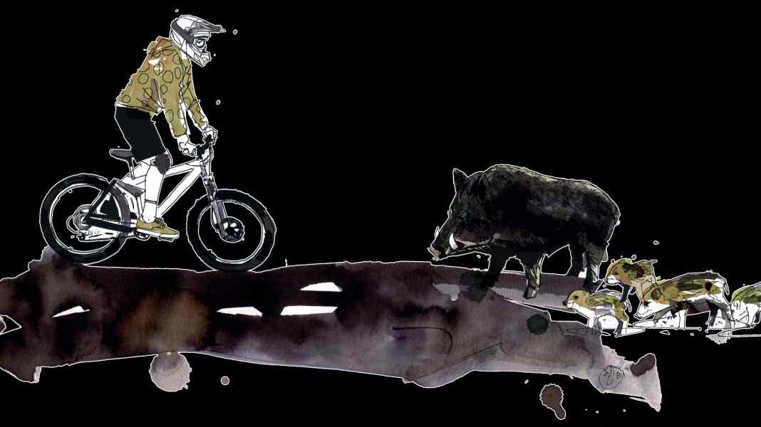 Biker und Wildtiere - Teil 2: Das solltest du bei Wildschwein-Begegnungen tun
