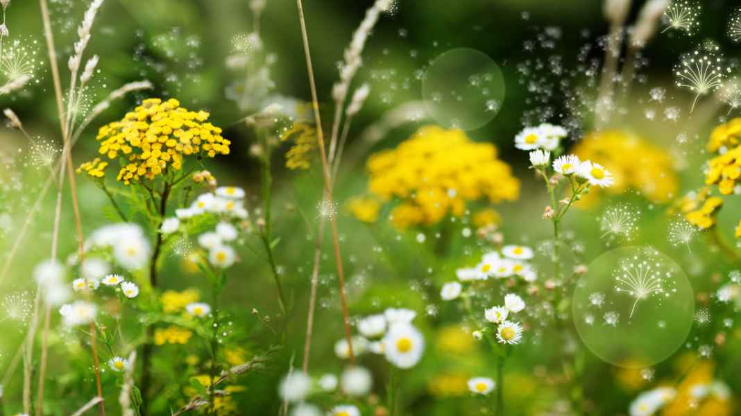 Allergiker aufgepasst: 19 Tipps fürs Mountainbiken mit Heuschnupfen & Asthma