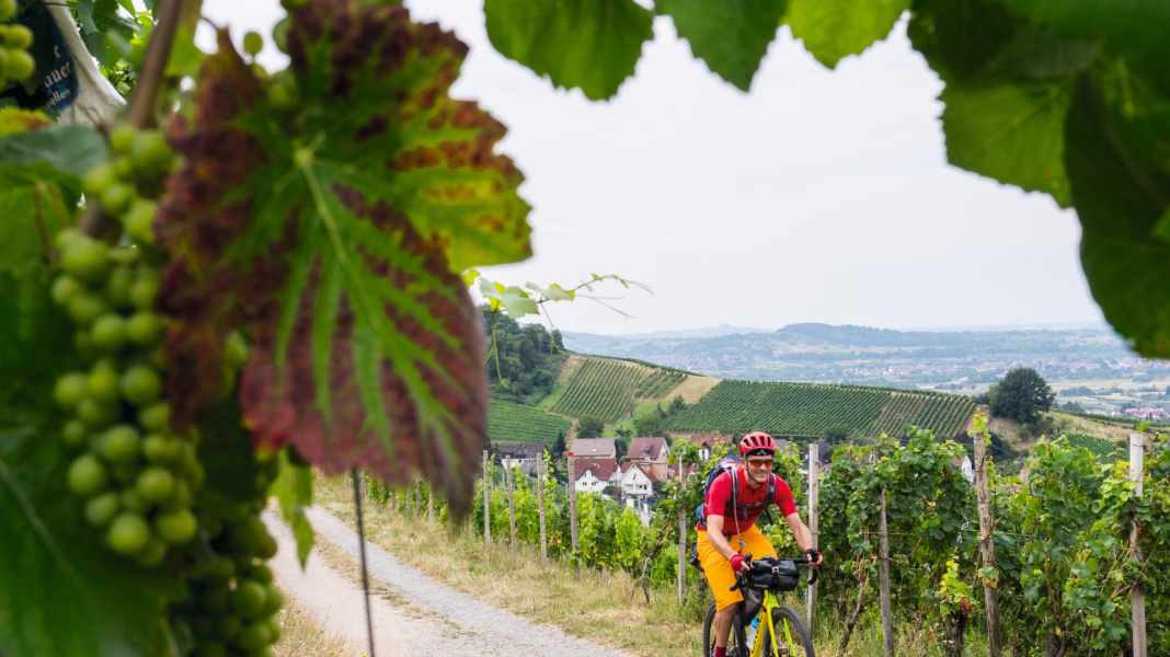 Fahrrad-Tour auf dem Badischen Weinradweg