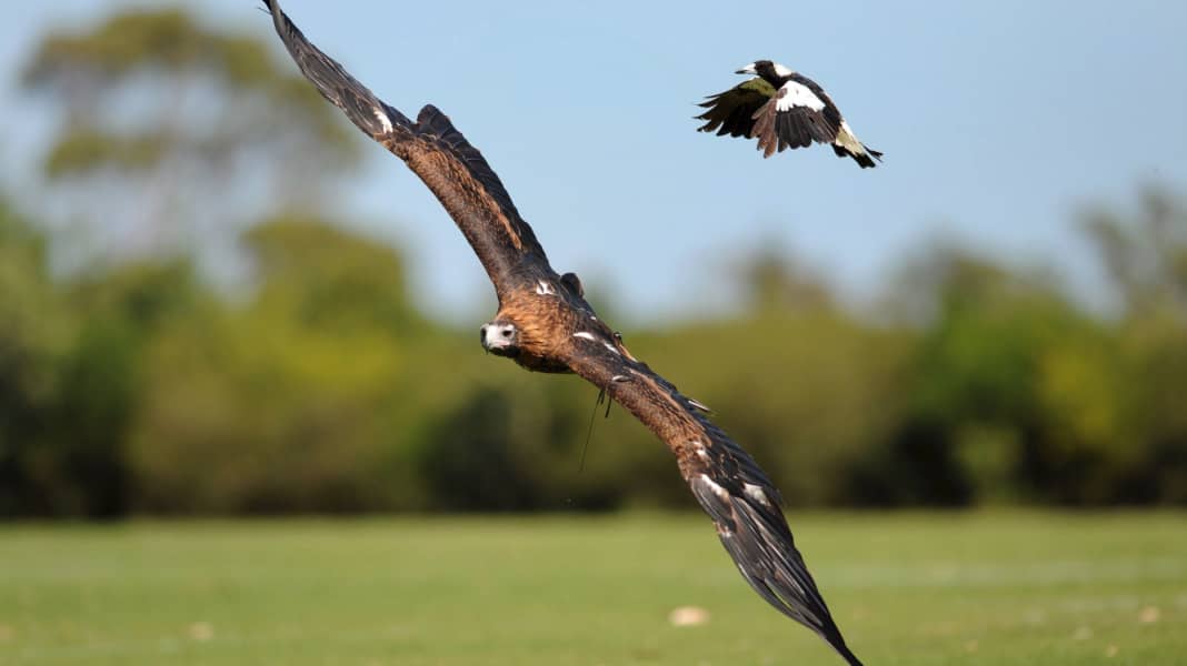 Rad-WM: «Angry Birds» - Vögel greifen Radprofis an