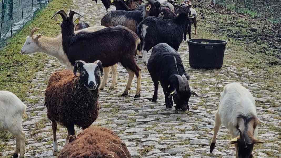 Paris-Roubaix: Tierische Helfer: Ziegen und Schafe sollen Wald von Arenberg befahrbar machen
