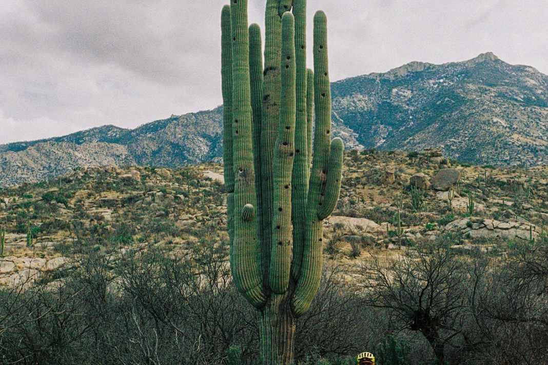 Großer grüner Kaktus: Die Saguaro-Kakteen in Arizona sind extrem beeindruckend. Exemplare wie dieses Prachtstück sind mehrere Hundert Jahre alt. Der Größenvergleich mit BIKE-Reporter Henri Lesewitz zeigt, wie riesig die Saguaro-Kakteen werden können.
